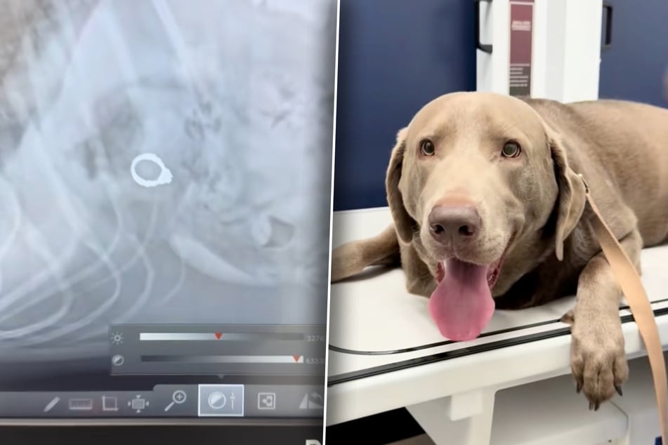Dog looks hilariously unbothered after X-ray scans reveal that he ate mom's engagement ring