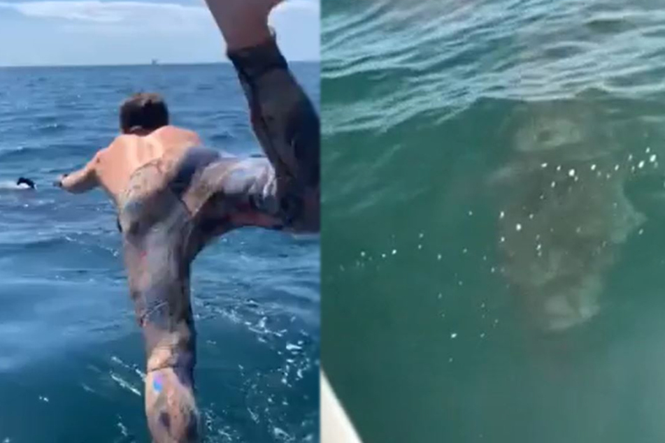 Get out of the water! Man jumps in to swim with a shark but quickly regrets his decision