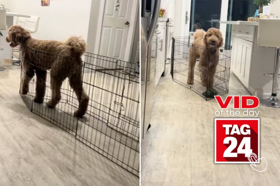 Viral Video of the Day for July 11, 2025: Dog drags his own cage around house like a boss!