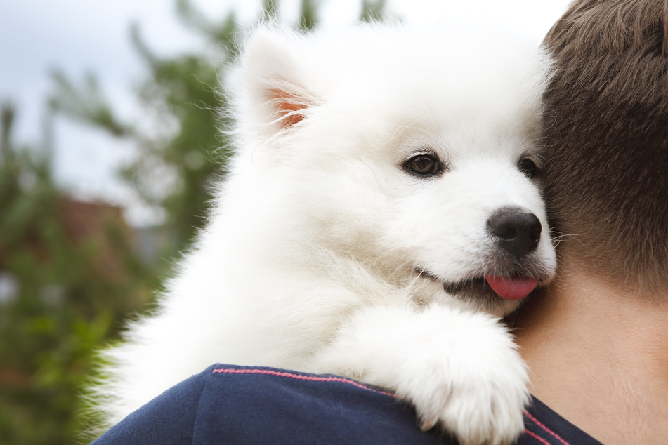Six things to consider before you adopt a pandemic puppy
