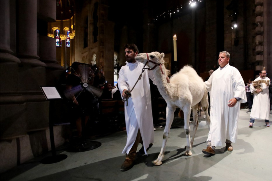 Holy camel! Parade of pets blessed at New York cathedral