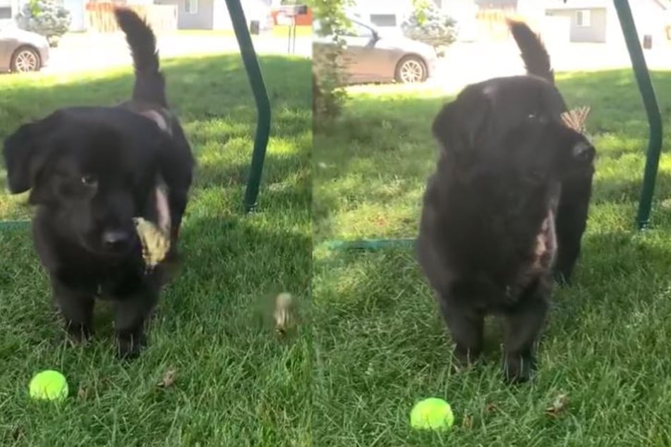Gordo is as fascinated by the two butterflies as TikTok is with this clip!