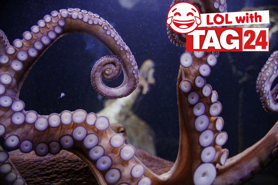 Joke of the Day for May 12, 2025: The best animal jokes to make you laugh