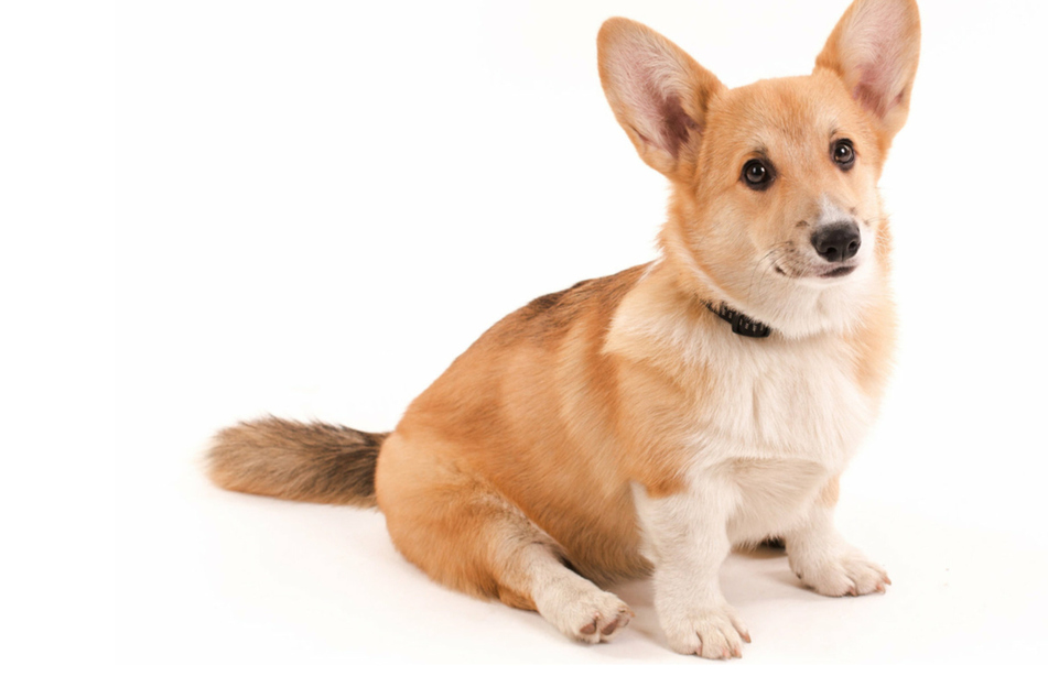 Why is my dog staggering, stumbling, and sliding across the floor?