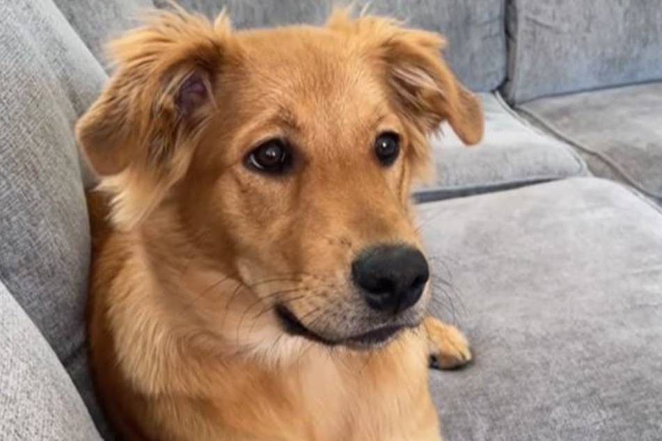 TikTok loves how this dog lounges on the couch when her owners aren't around.