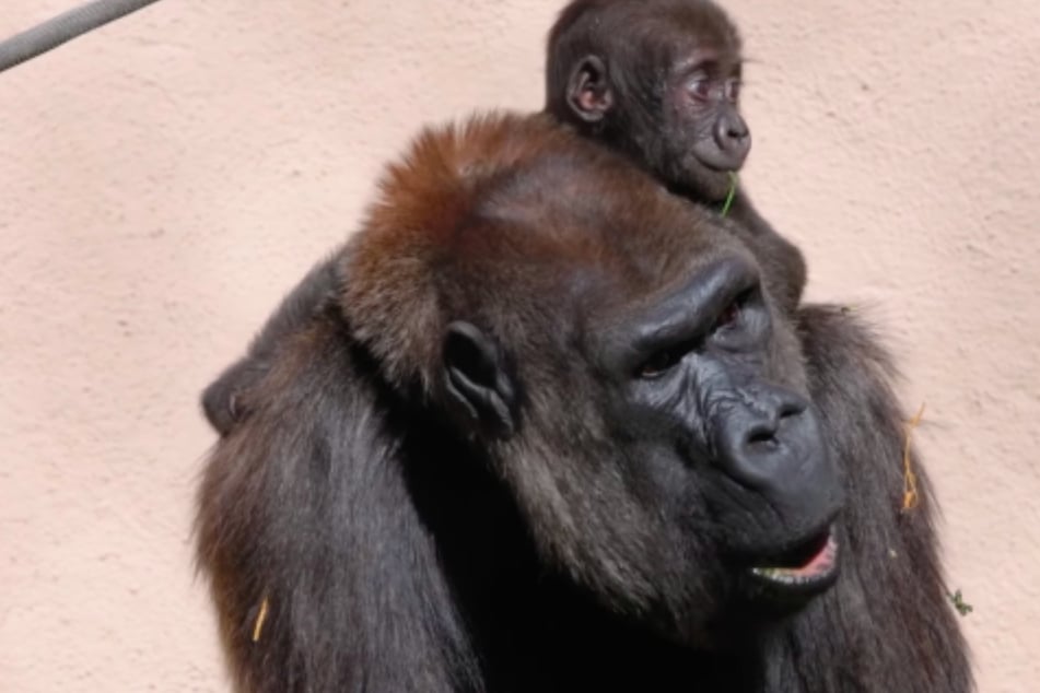 Freddy is a rock star and likes to carry her babies on her back.