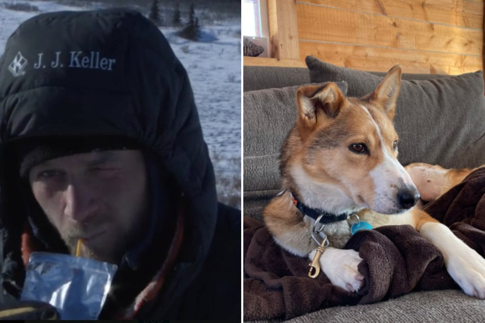 Seavey's dog Faloo was injured in an incident involving a moose.