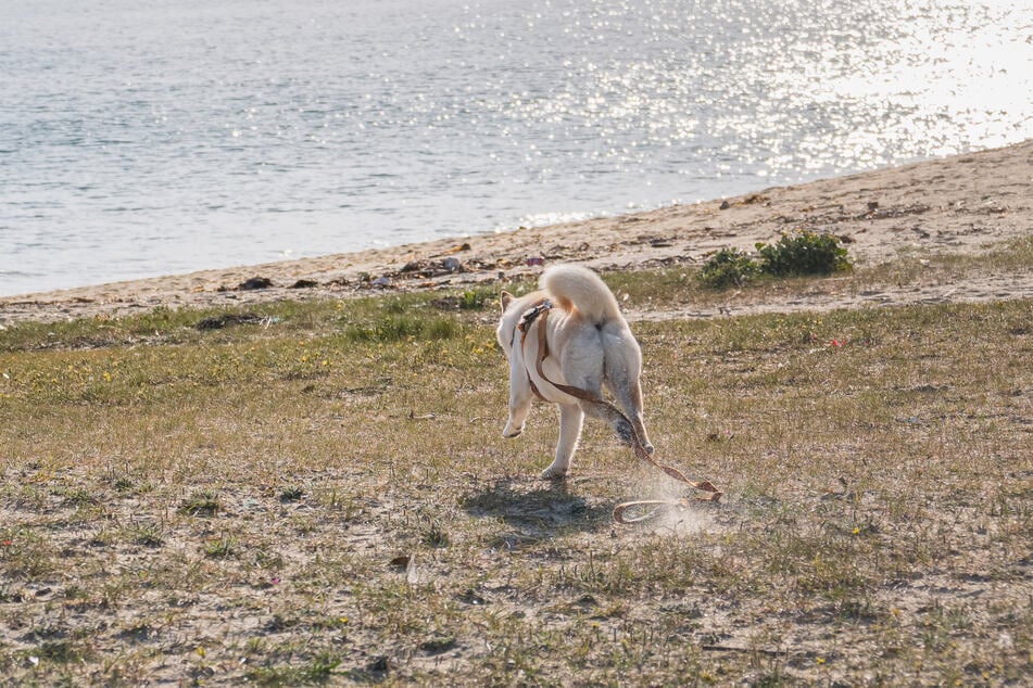 Hokkaido dogs are pretty extraordinary creatures, and certainly love a swim.