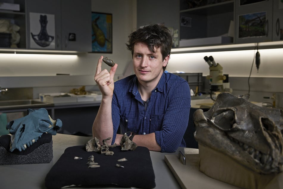 Australian scientists discover "deceptively cute" ancient whale species