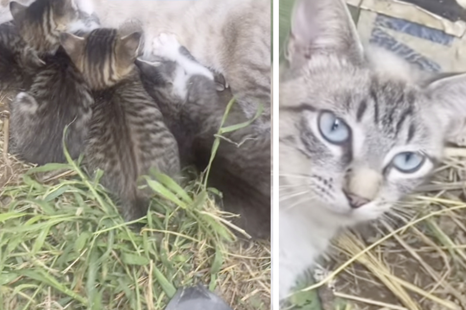 Cat adopts wild baby animal in precious post – but then a warning!