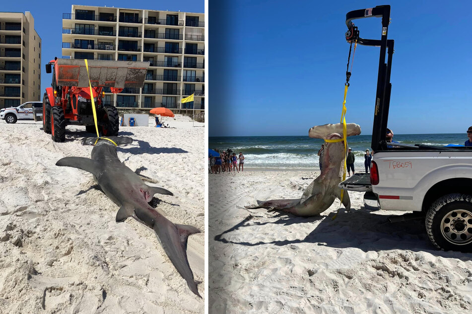 Authorities were called in to retrieve the shark carcass and take it for further study.
