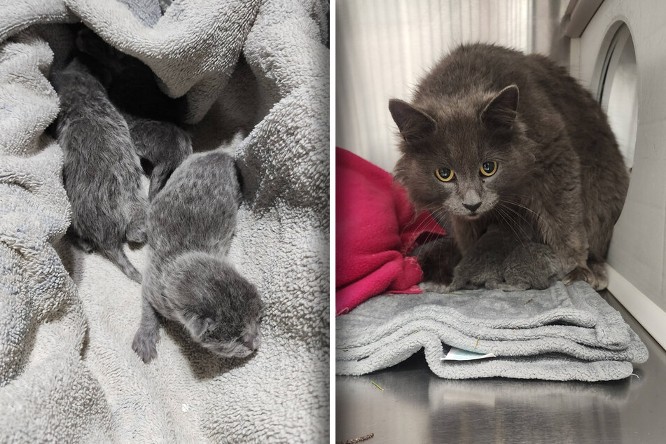 The three little kittens and their mom are now safe.