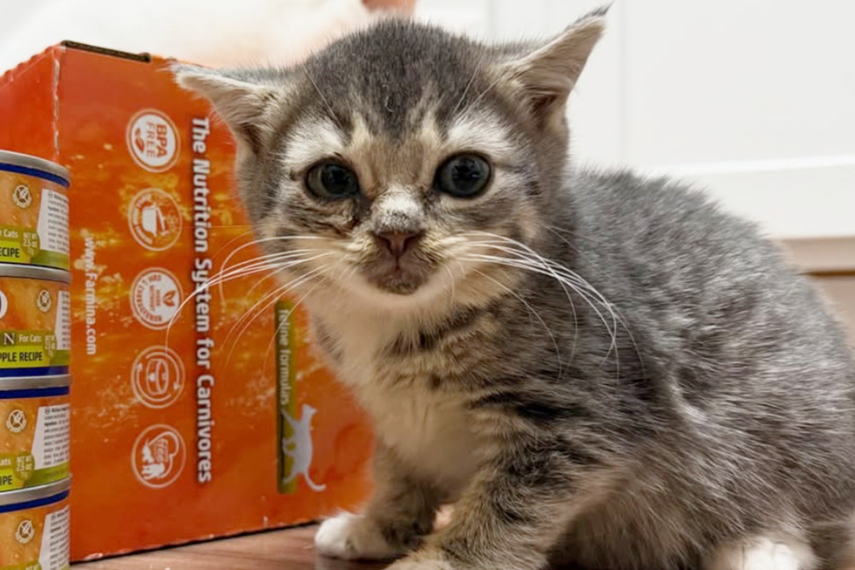 Silver Stub the cat looks a bit like a newborn kitten – but she's already past that stage!