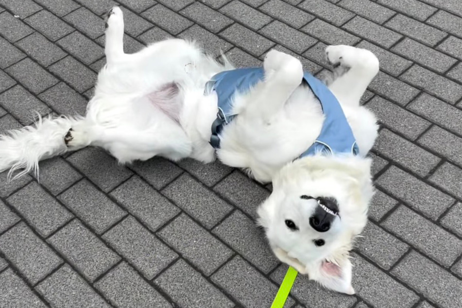 Charlie is living his best life in Poland.