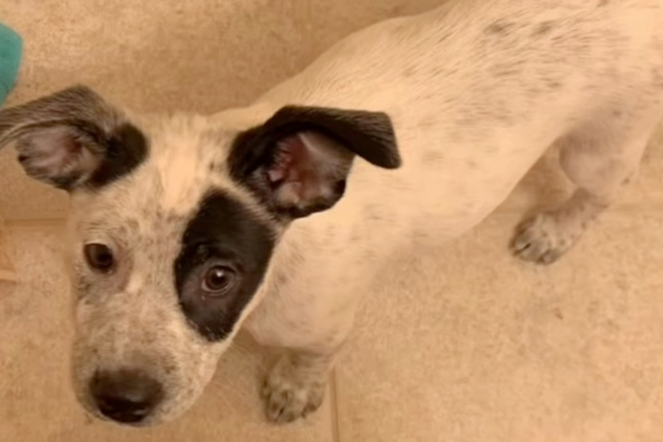 This is what Joni the dog, then still known as Cookie, looked like as a puppy.
