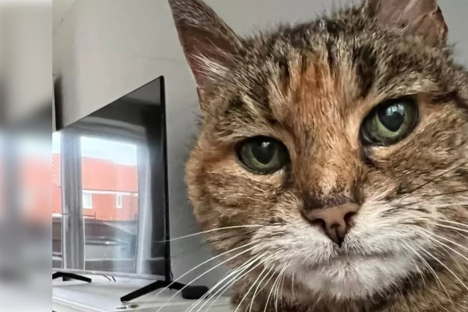 22-year-old cat gets tossed out with the trash in kids prank