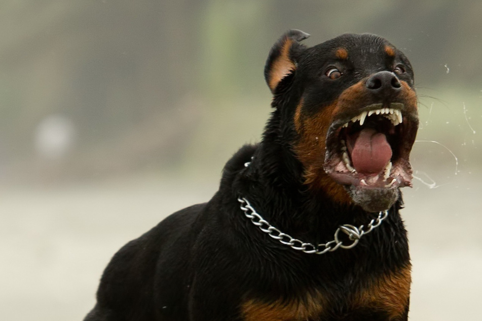 Rottweiler fatally attacks baby and tries to bury him in the garden