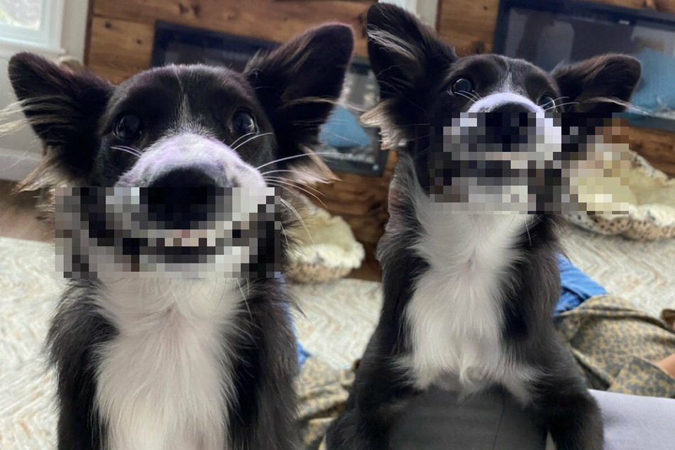 Creepy or cute? Twitter users aren't sure what to think about this dog's face