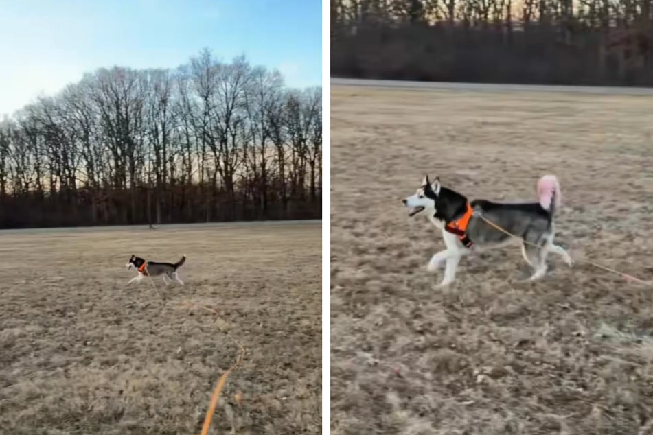 To give her blind husky Dani a bit more freedom, the dog's loving owner taught her a very special command in this sweet viral video.