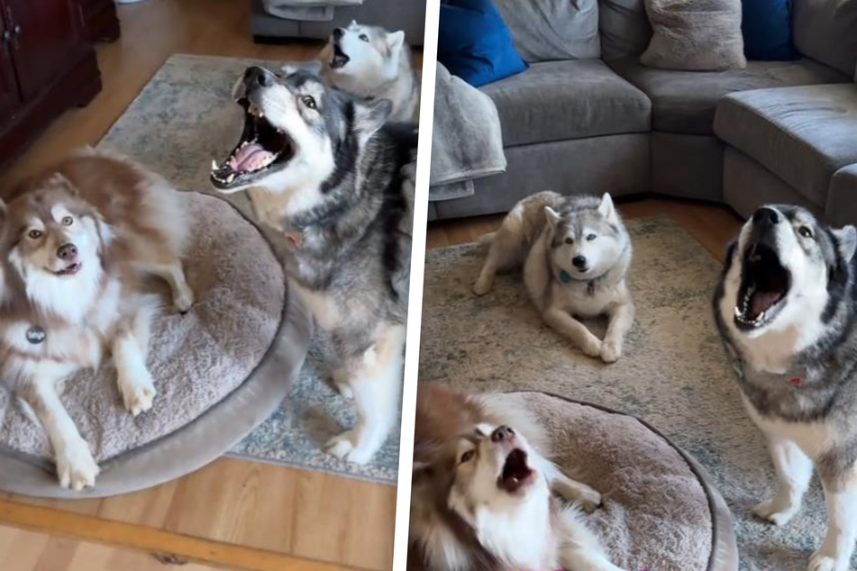 If you have Husky dogs Tikanni, Kita, and Tehya as neighbors, you may need a steady supply of earplugs.