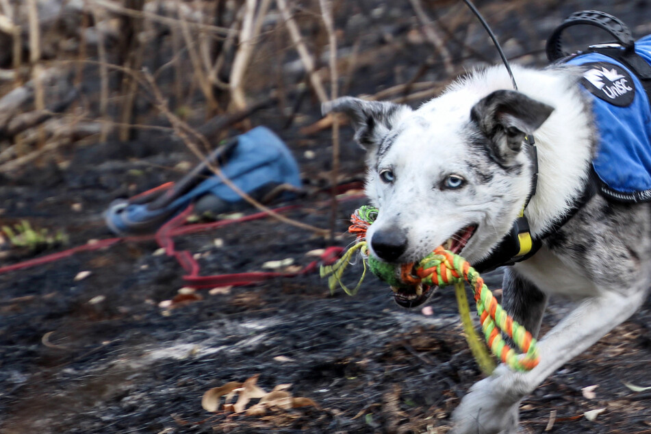 Dog wanted: Australian conservation group is looking for a new koala rescuer!