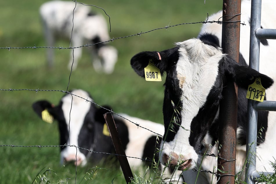 Pasteurized milk "safe" from bird flu, health officials say