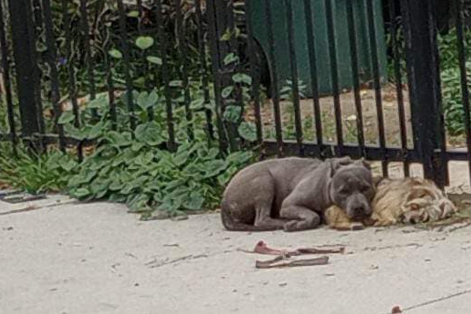 Dynamic dog duo won't leave each other's side, but their sad story then takes a turn