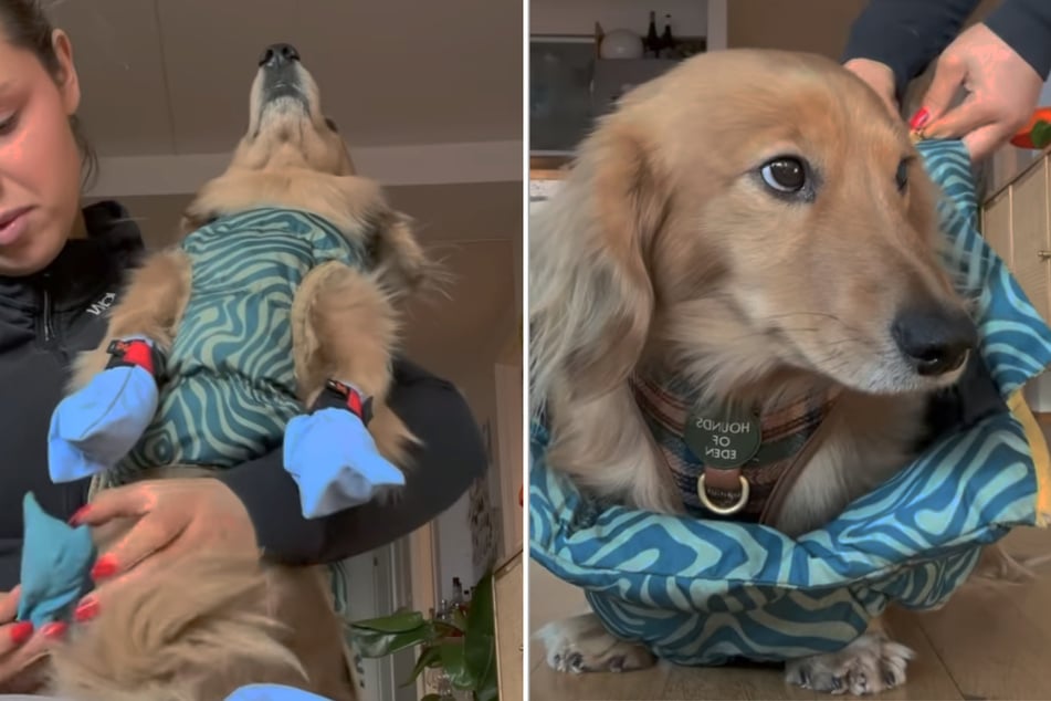 Despite several attempts to escape, the long-haired dachshund has no other option – he has to get out into the cold.
