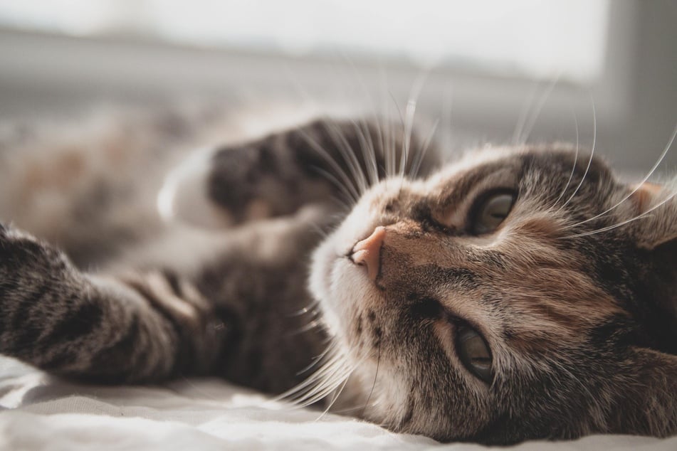 Do cats know their names?