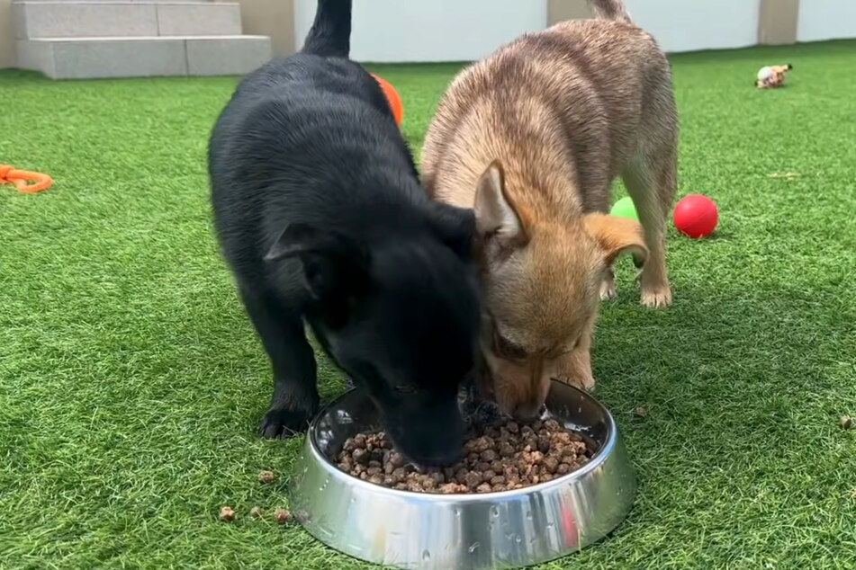 Happy at the food bowl! The puppies are now in the best of hands.