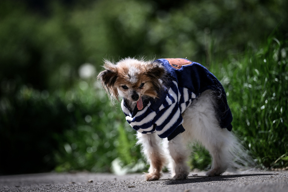 Lazare, a Continental Toy Spaniel Papillon said to be the world's oldest dog born in 1995, looks on, in Villy le Pelloux, eastern France, on May 12, 2026.