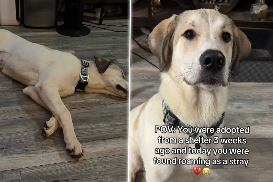 Newly adopted dog found by shelter worker wandering the Home Depot alone – what happened?