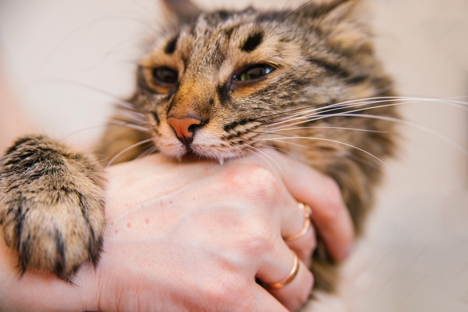 Some cats will give you little bites out of love and affection.