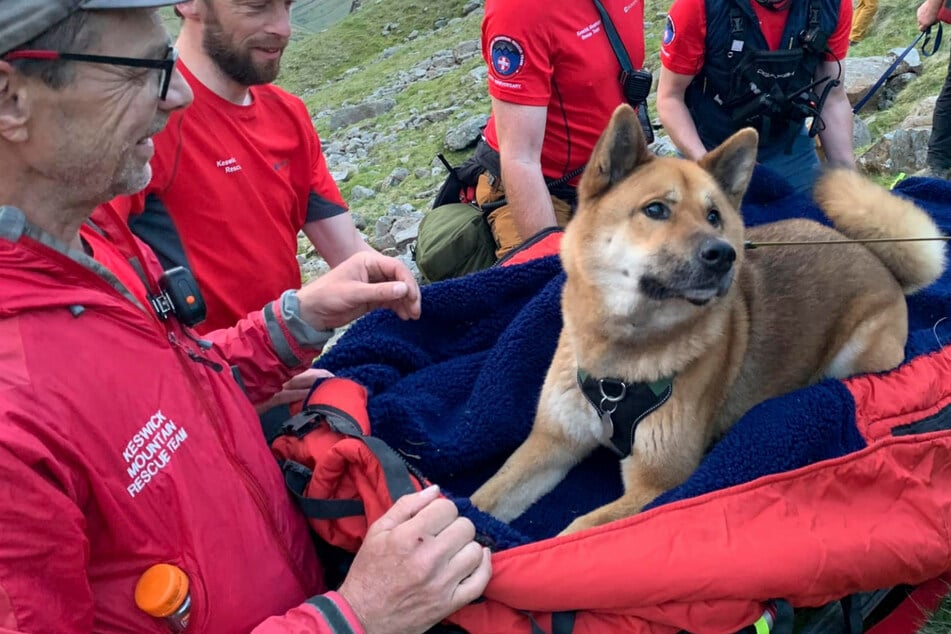 Dog gets a case of pup exhaustion and calls for mountaintop rescue