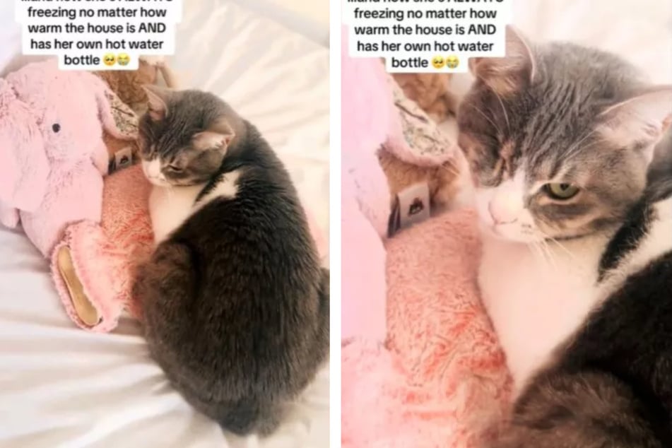 Woman rescues cat from Dubai streets – but discovers one big problem back at home