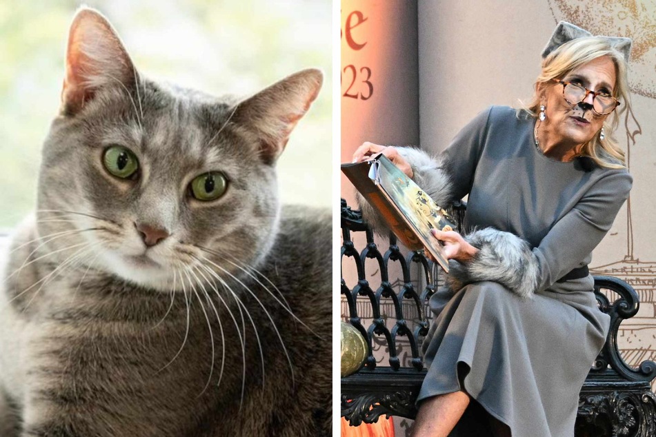 First Lady Jill Biden has written a children's story about her cat, Willow, and her journey from a farm in Pennsylvania to the White House in 2022.