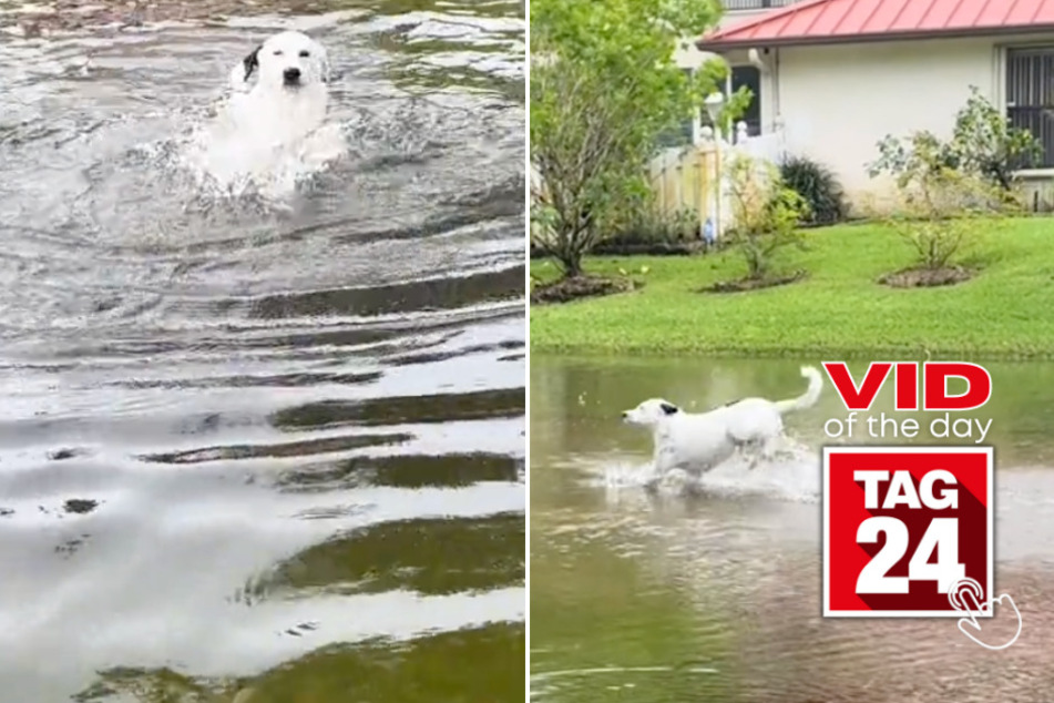 Viral Video of the Day for October 6, 2023: Watch this dog having the time of his life in a flooded ditch!