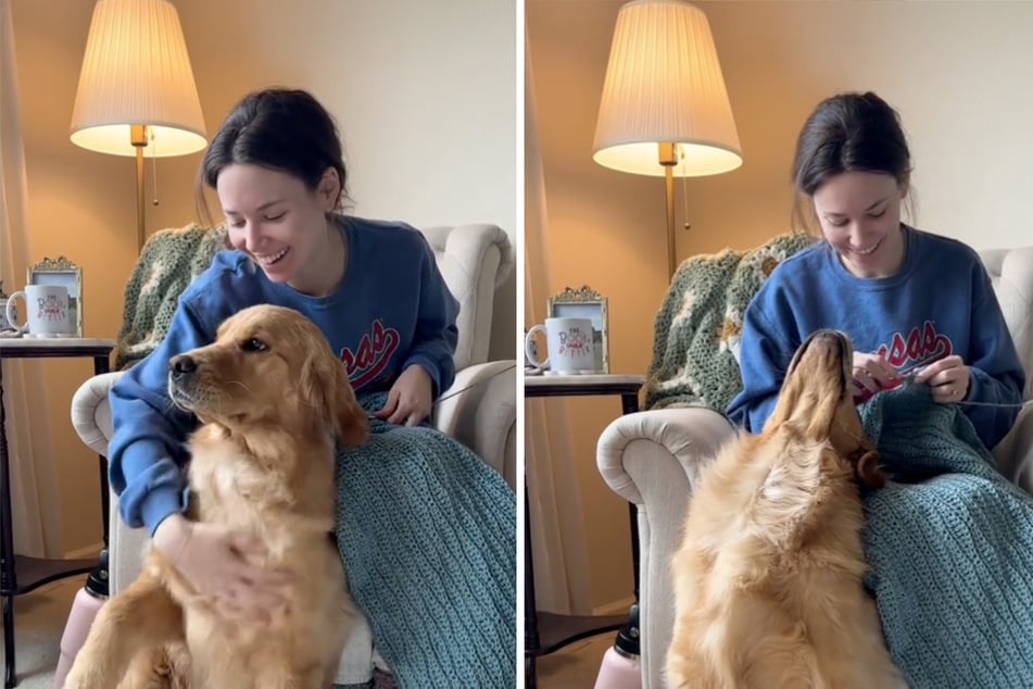 Clingy Golden Retriever turns on the charm when he isn't getting enough cuddles