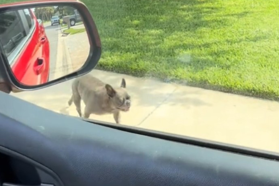 Micah Ethridge was left speechless when his French bulldog Sugar suddenly ran past his car!