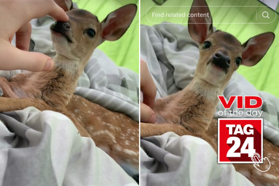 Viral Video of the Day for March 7, 2024: "World's worst hunter" goes viral in heartwarming TikTok!