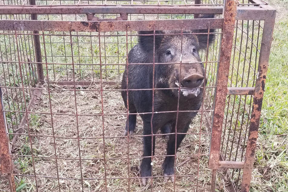 Experienced Texas hunter John T. Sherman shared this photo of a captured feral hog.