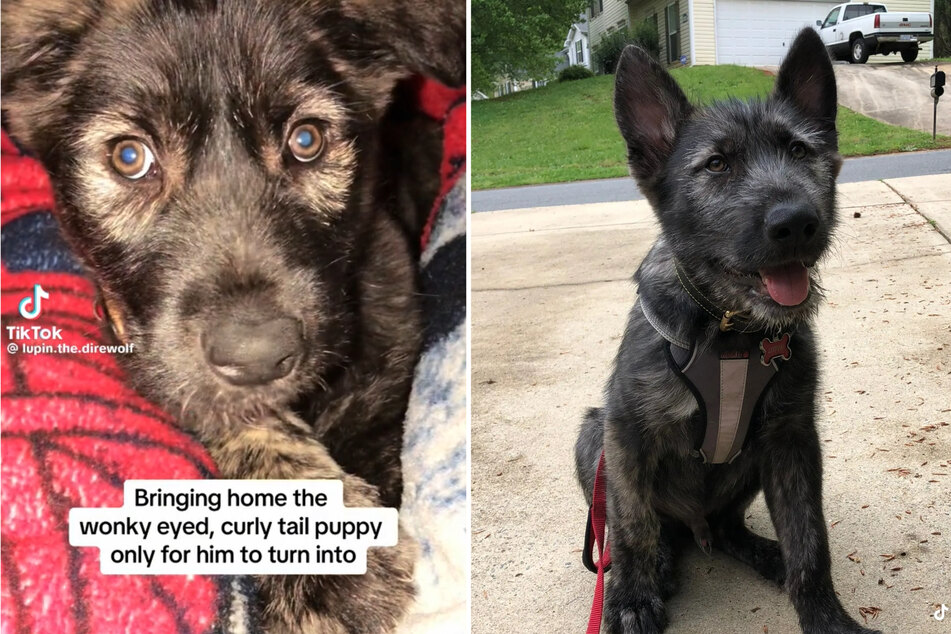 When Alyssa bought her dog Lupin as a puppy from a breeder five years ago, she had no idea how different he would look as an adult!