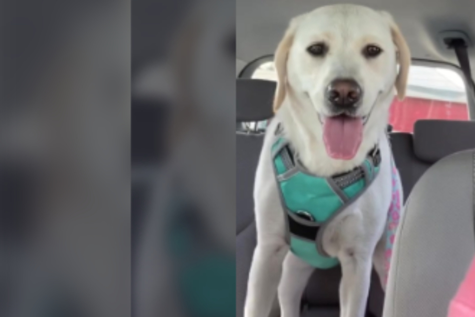 Dog surprises owner by answering like a human