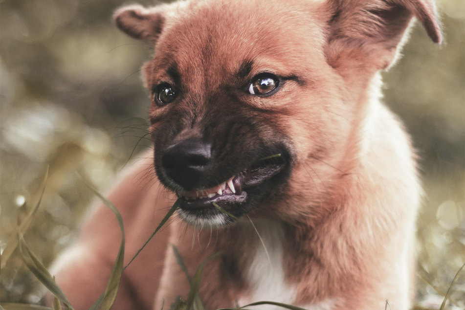 Puppies teethe quite early on, and can be quite difficult to deal with.