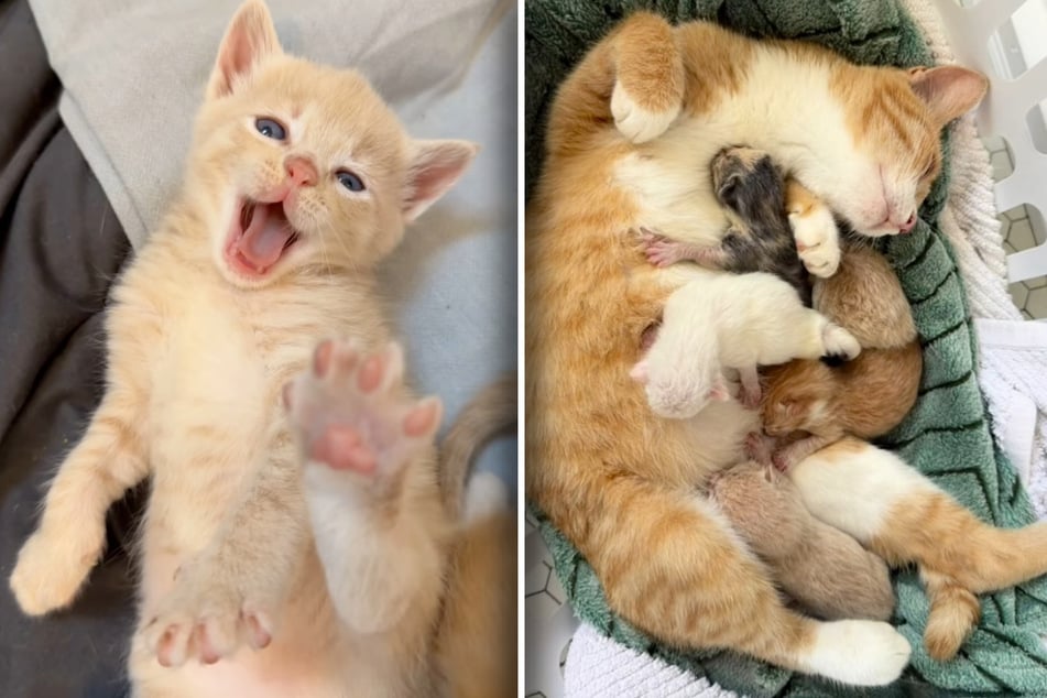 These little ones keep her on her toes. Cat mom Junie has her hands full with five kittens!