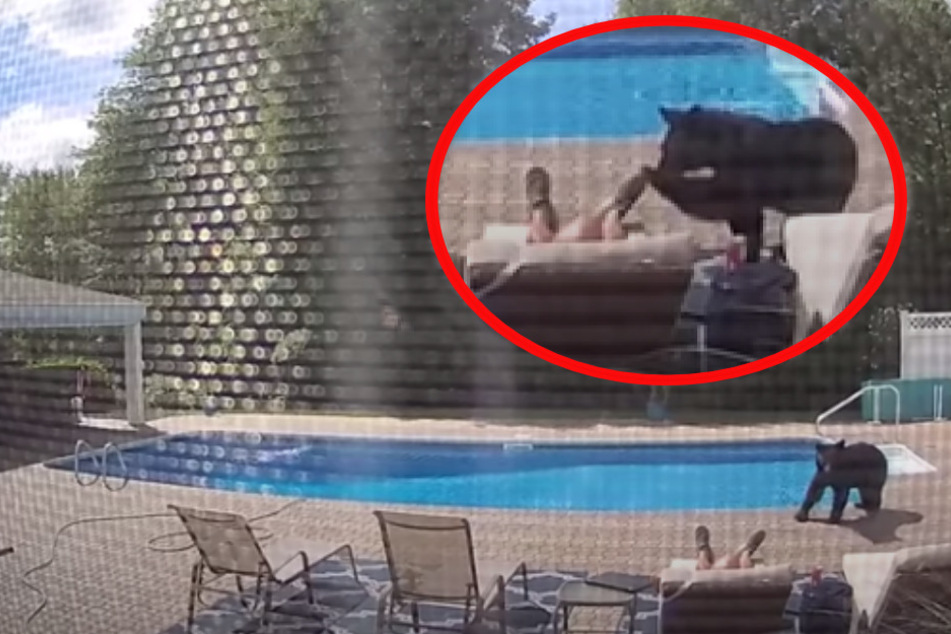 Wakey-wakey! Bear interrupts man's nap with a gentle poke