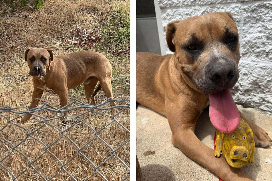 Abandoned dog won't let rescuers near him – until he makes a very special friend