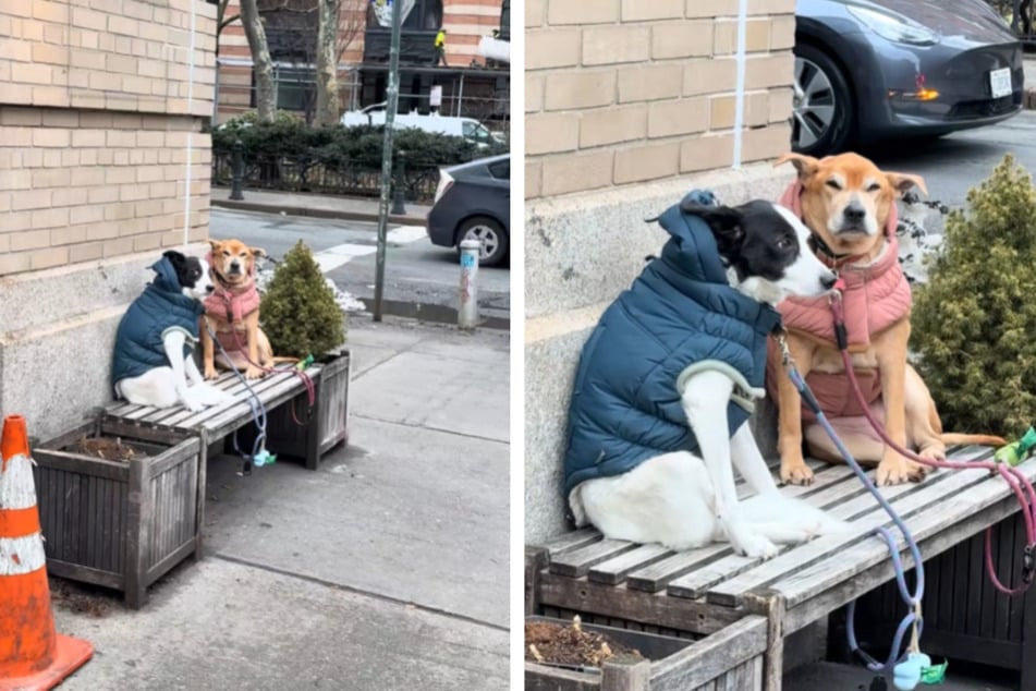 Dogs go viral for their hysterically "New York" attitudes: "They’ve both got amazing NYC energy"