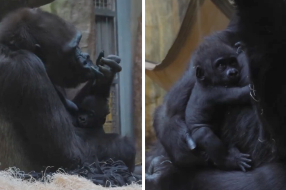 Introducing baby Jameela to the Cleveland Zoo has caregivers excited. The first contact is considered a success.