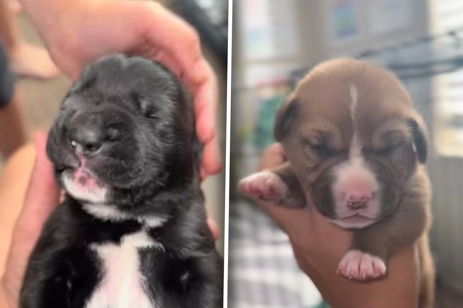 Puppies try dry food for the first time – and their reaction leaves owner speechless!
